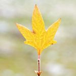 xp3-dot-us__DSC1577-Edit (Please stay tuned.)