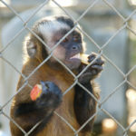 DSC2299-Monkey-v2 (The G-word…)