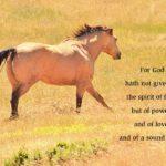 xp3-dot-us_DSC_3285 horse_xp3-dot-us (I AM, the Lord, your God)