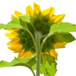 sunlower from behind (…the flow of life.)