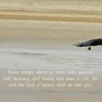 xp3-dot-us_DSC_5606 sally and bird (I AM, the Lord, your God)