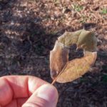 xp3-dot-us_L1020705 (Disclaimer)