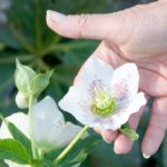 xp3-dot-us__DSC2084 (Mr. Jesus..? I AM with you always!)