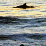 xp3-dot-us__DSC7858 (ToDoList.Studio)