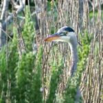 DSC2072 (Houston, we believe we have a problem!)