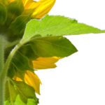 sunlower from behind (I AM Spirit/Awareness)