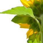 sunlower from behind (I AM Spirit/Awareness)