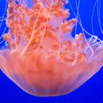 xp3-dot-us_DSC_4555-Edit (I AM the Truth)