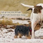 “Lift up your eyes on high,and behold who hath created these things…” (Christ-mess or Christmas?)