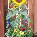 xp3-dot-us_DSC_9446 (I AM Spirit/Awareness)