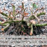 xp3-dot-us_L1010181-Edit-2 (The Fig Tree)