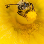 xp3-dot-us_L1030523 (Born from above?)