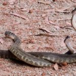 xp3-dot-us_L1070069 (Serving Two Masters)