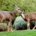 picture book art activity, MPC 2005 (The trap of language)