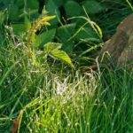 xp3-dot-us__DSC6171 (Louise Hay: Morning Meditation)